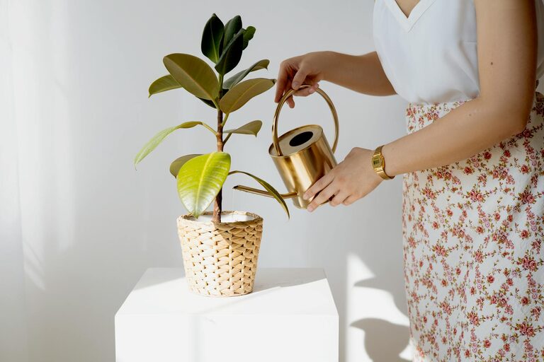 Tips for Keeping Houseplants Healthy All Year Round